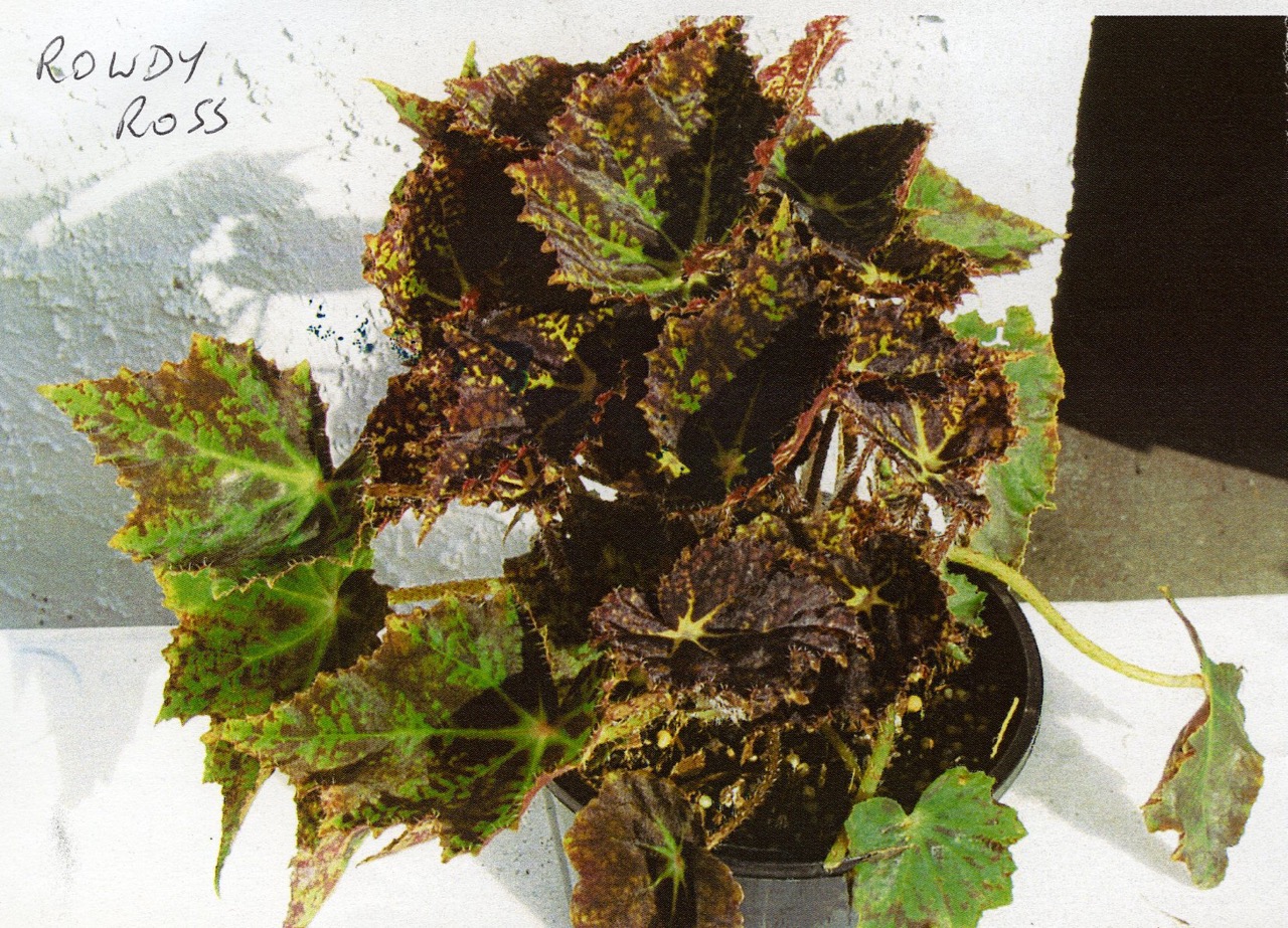 B. ‘Rowdy Ross’